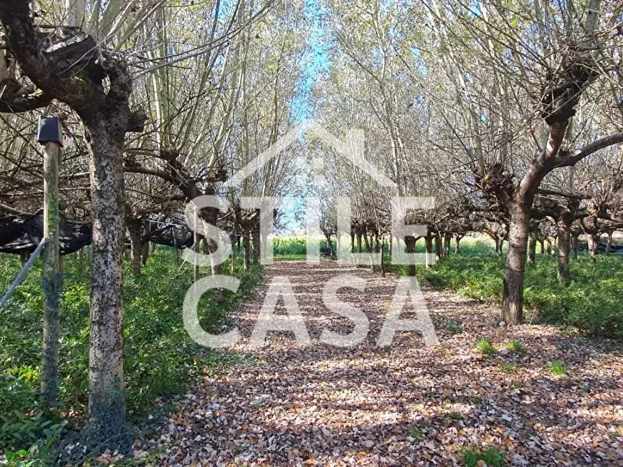 Immagine 4 di Terreno agricolo in vendita  a Capannori