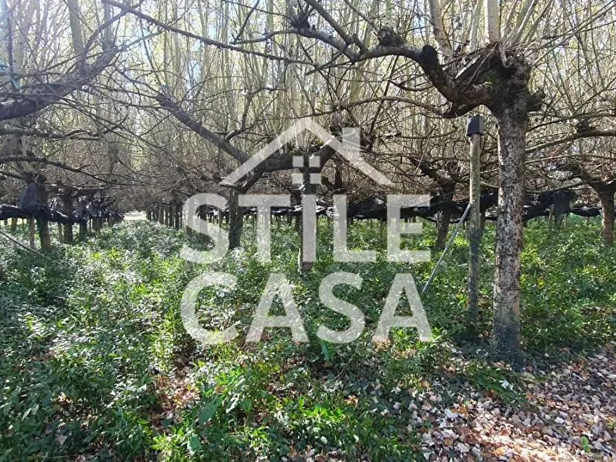 Immagine 3 di Terreno agricolo in vendita  a Capannori