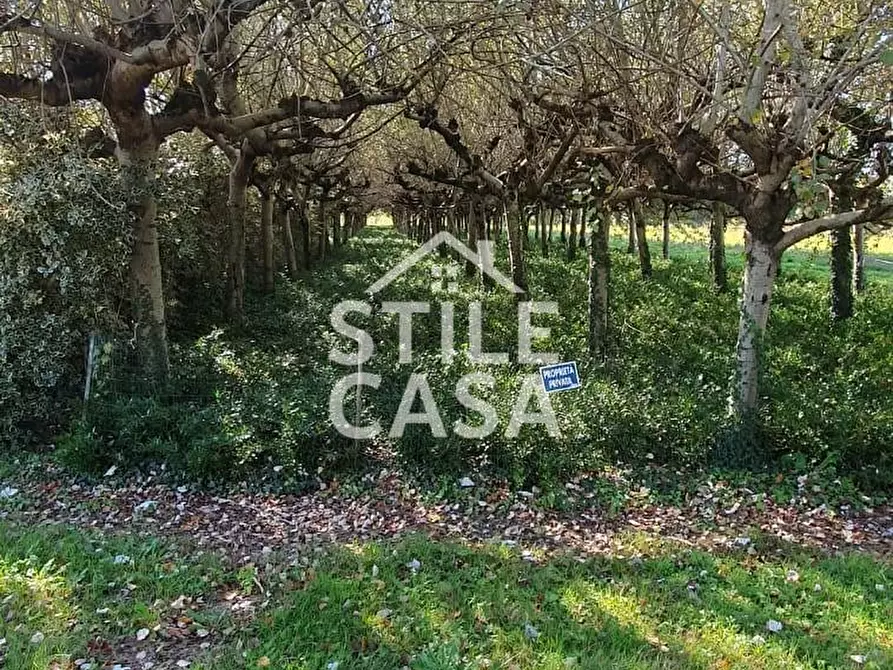 Immagine 9 di Terreno agricolo in vendita  a Capannori