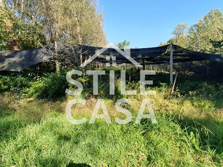 Immagine 6 di Terreno agricolo in vendita  a Capannori