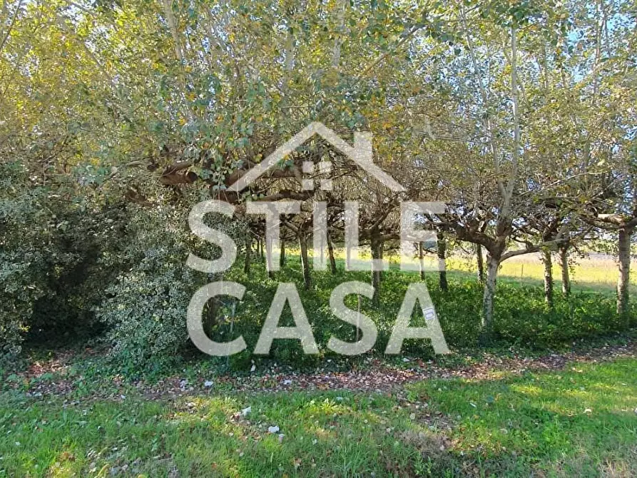 Immagine 8 di Terreno agricolo in vendita  a Capannori