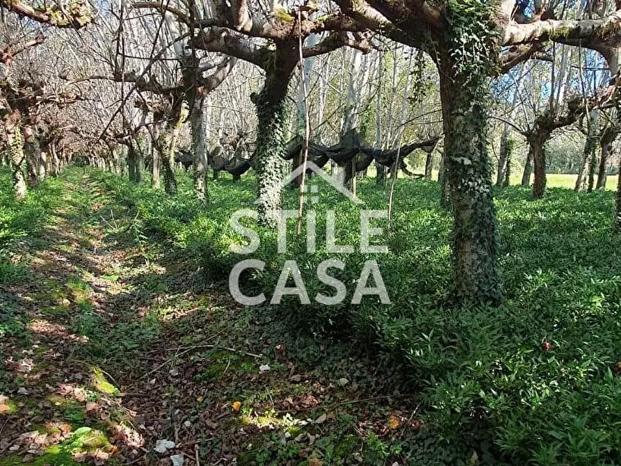 Immagine 7 di Terreno agricolo in vendita  a Capannori