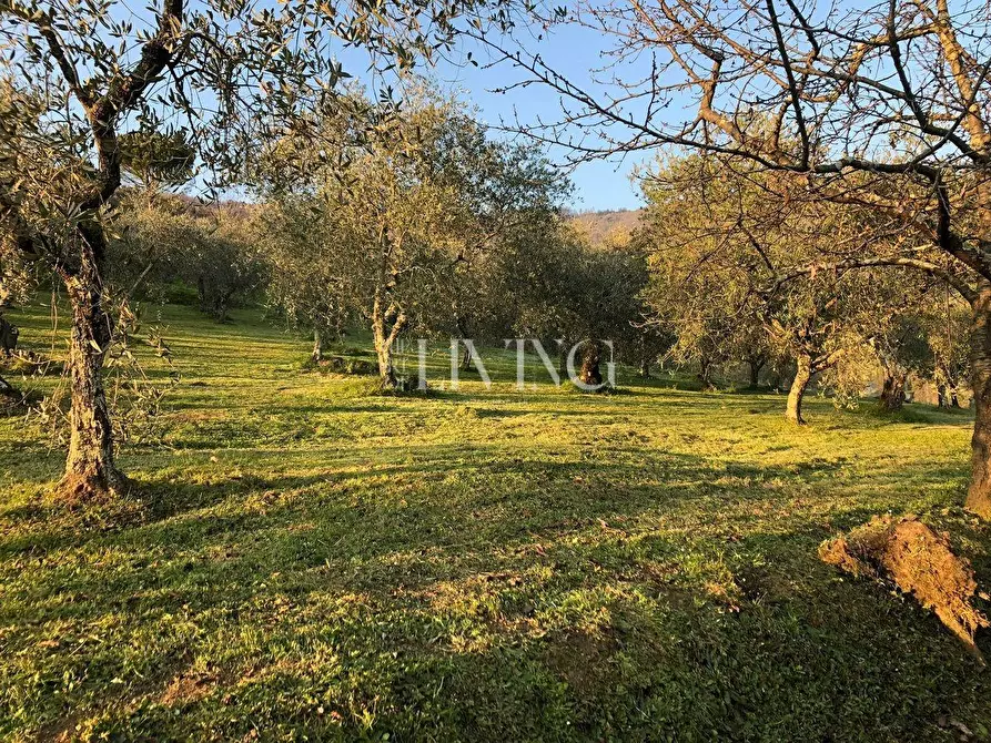 Immagine 34 di Casa colonica in vendita  a Lucca