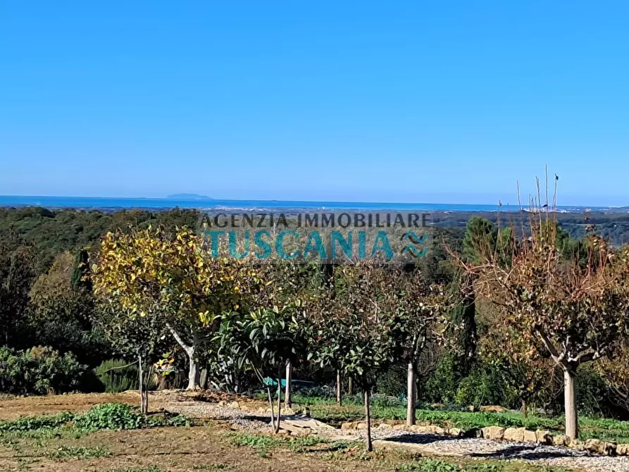 Immagine 5 di Agriturismo in vendita  a Montescudaio
