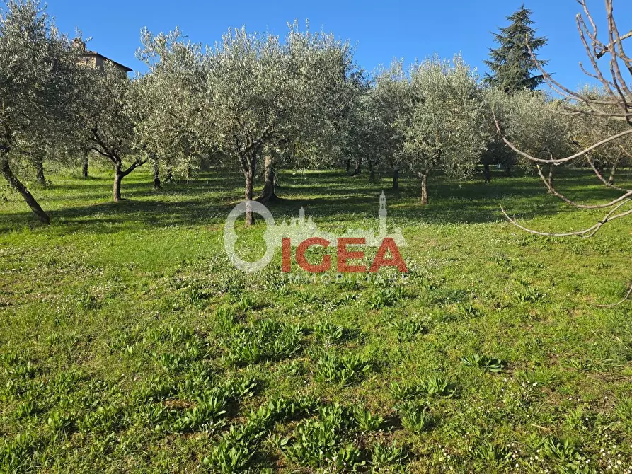 Immagine 5 di Casa colonica in vendita  a Montepulciano