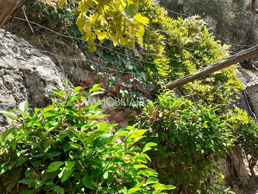 Immagine 22 di Rustico / casale in vendita  a Camaiore