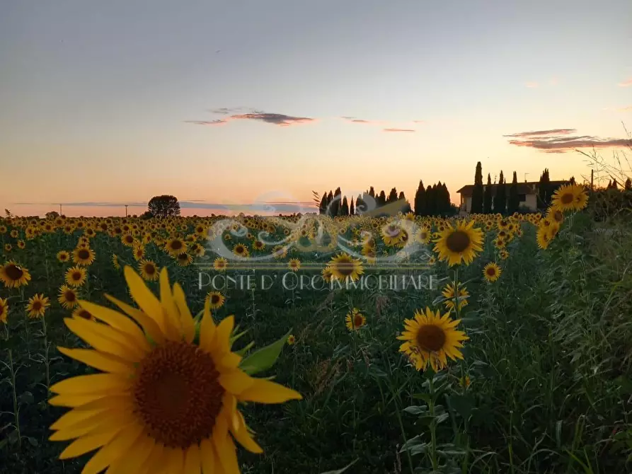 Immagine 28 di Casa bifamiliare in vendita  a Vecchiano