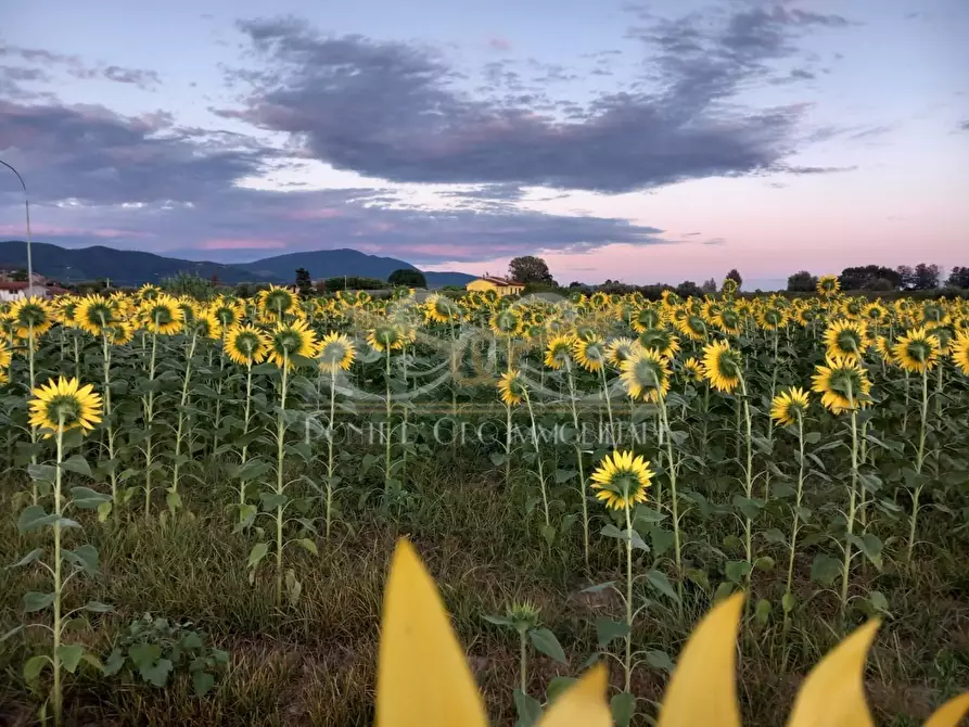Immagine 31 di Casa bifamiliare in vendita  a Vecchiano