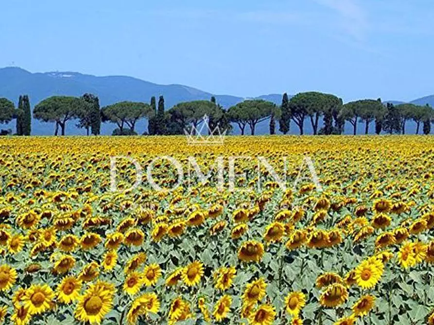 Immagine 25 di Casa colonica in vendita  a Monteroni D'arbia