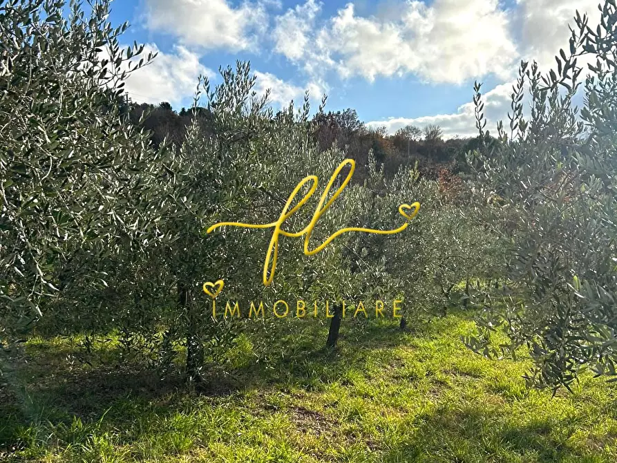 Immagine 7 di Terreno agricolo in vendita  a Castellina Marittima