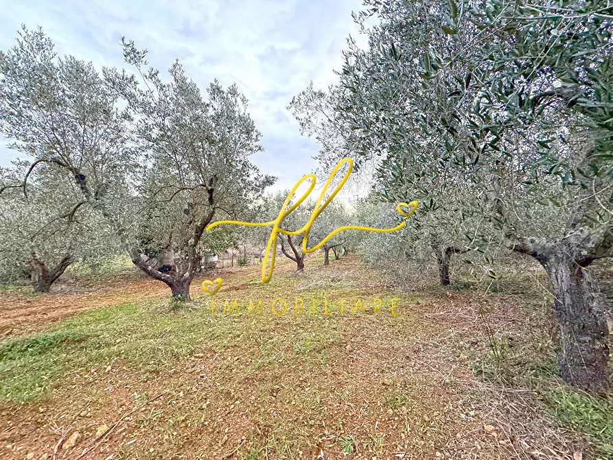 Immagine 10 di Terreno agricolo in vendita  a Rosignano Marittimo