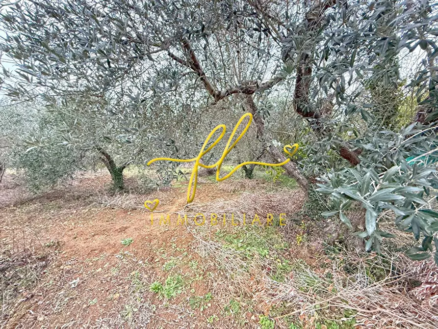 Immagine 13 di Terreno agricolo in vendita  a Rosignano Marittimo