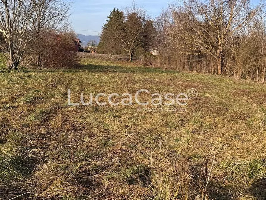 Immagine 3 di Terreno agricolo in vendita  a Capannori