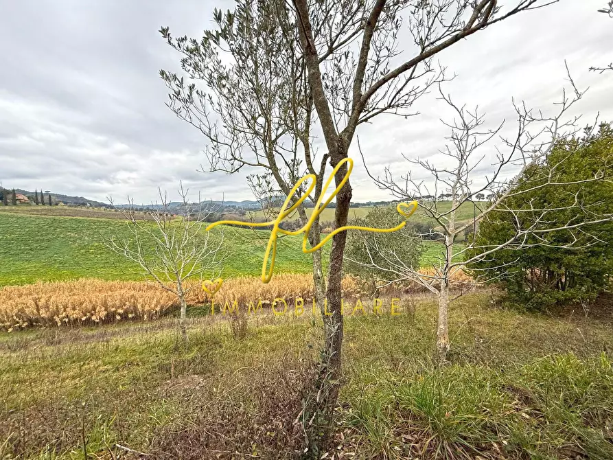 Immagine 9 di Terreno agricolo in vendita  a Rosignano Marittimo