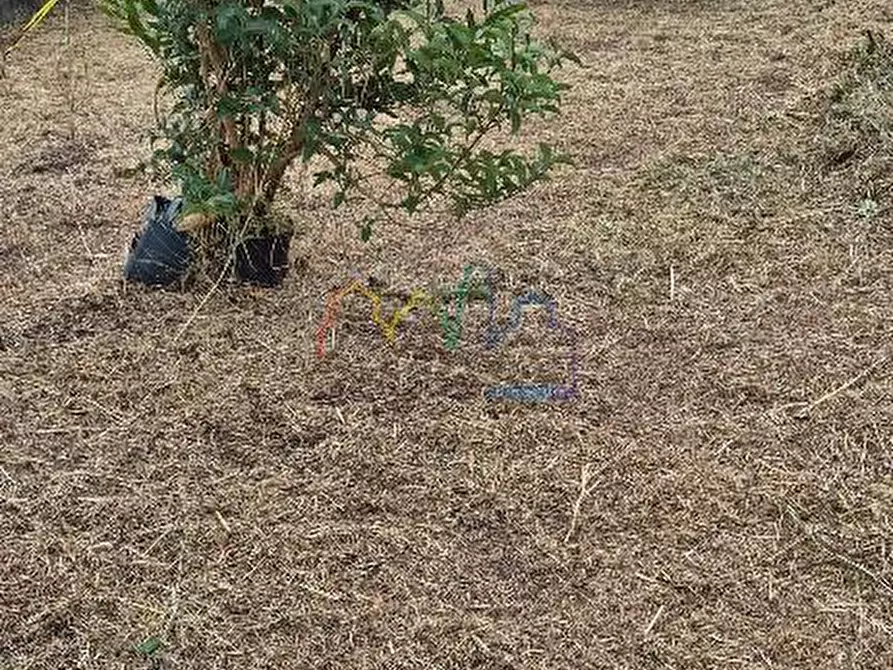 Immagine 3 di Terratetto in vendita  a San Giuliano Terme