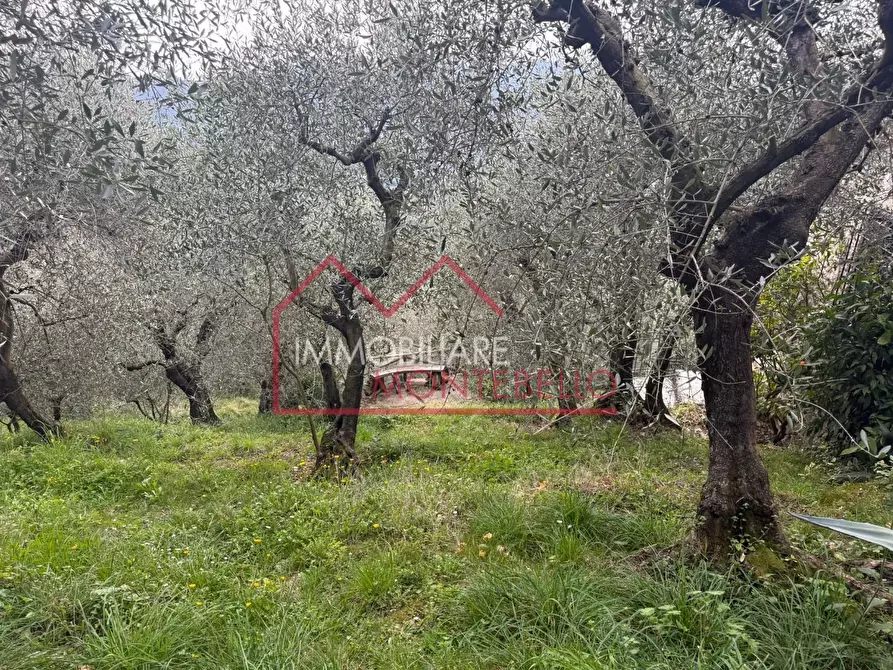 Immagine 4 di Rustico / casale in vendita  a Camaiore