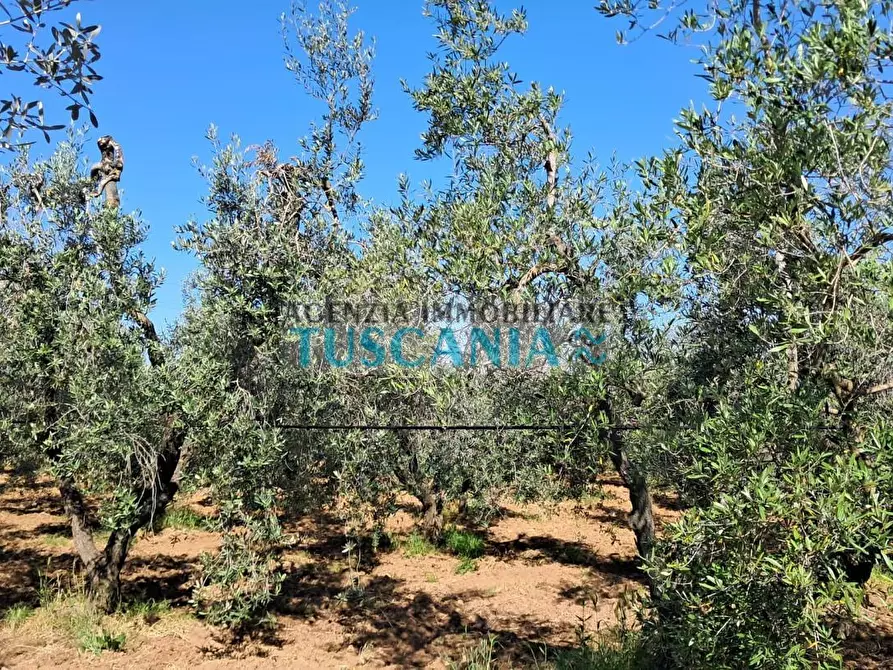 Immagine 1 di Terreno agricolo in vendita  a Cecina