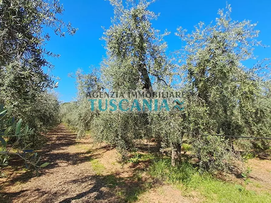 Immagine 13 di Terreno agricolo in vendita  a Cecina