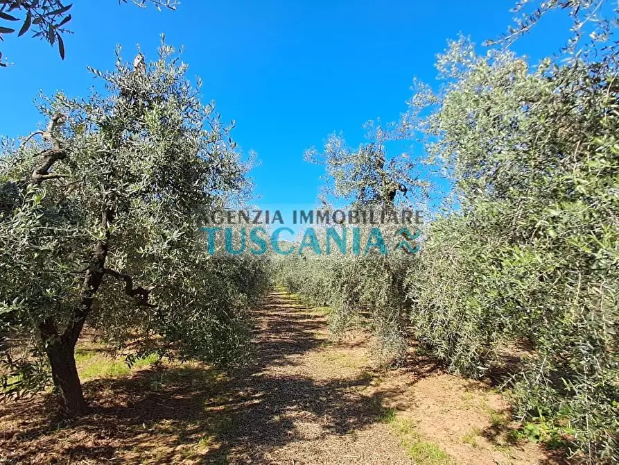 Immagine 18 di Terreno agricolo in vendita  a Cecina