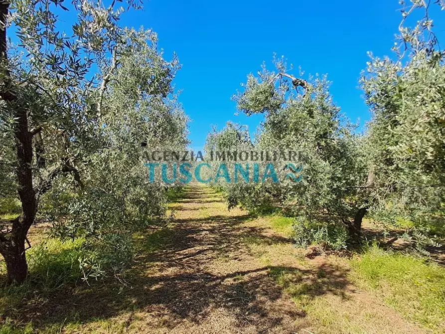 Immagine 9 di Terreno agricolo in vendita  a Cecina