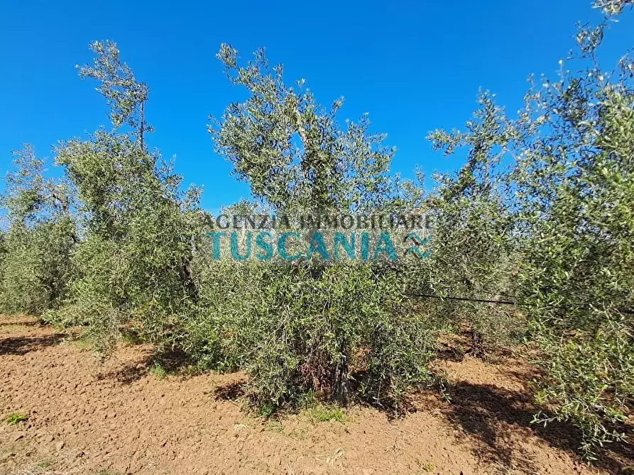 Immagine 11 di Terreno agricolo in vendita  a Cecina