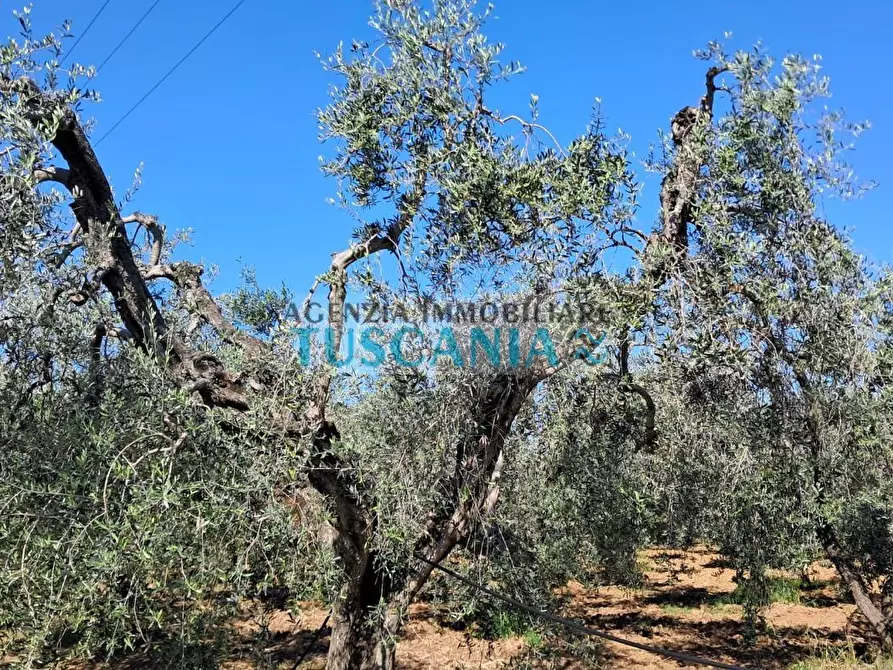 Immagine 17 di Terreno agricolo in vendita  a Cecina