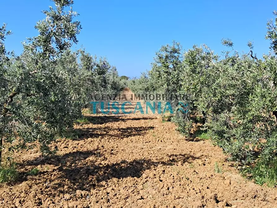 Immagine 15 di Terreno agricolo in vendita  a Cecina