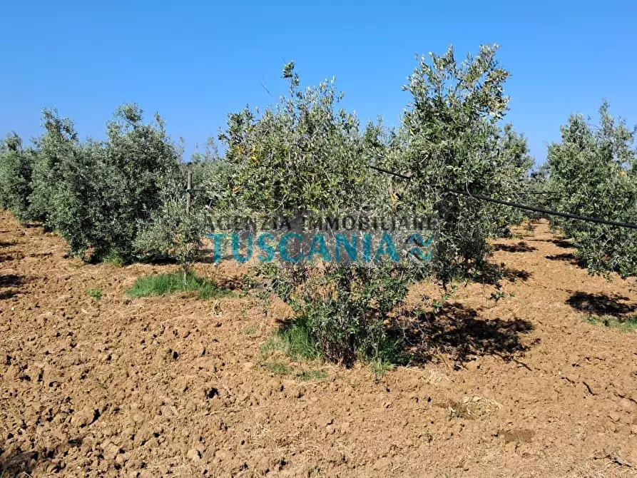 Immagine 4 di Terreno agricolo in vendita  a Cecina