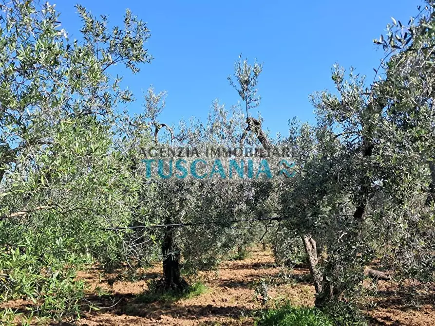 Immagine 7 di Terreno agricolo in vendita  a Cecina
