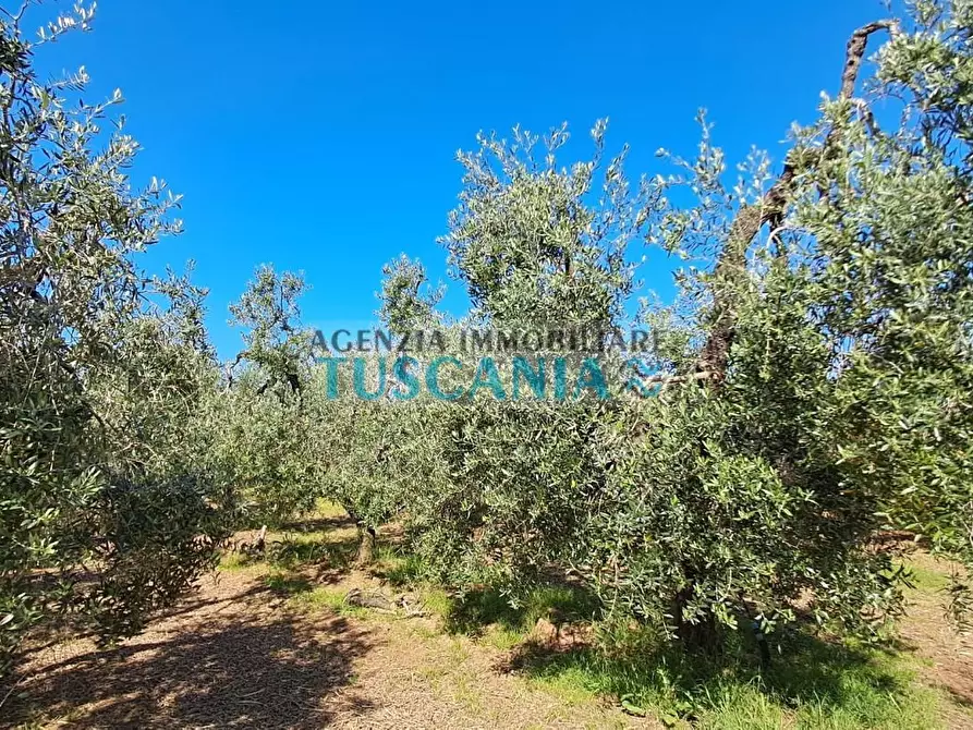 Immagine 5 di Terreno agricolo in vendita  a Cecina
