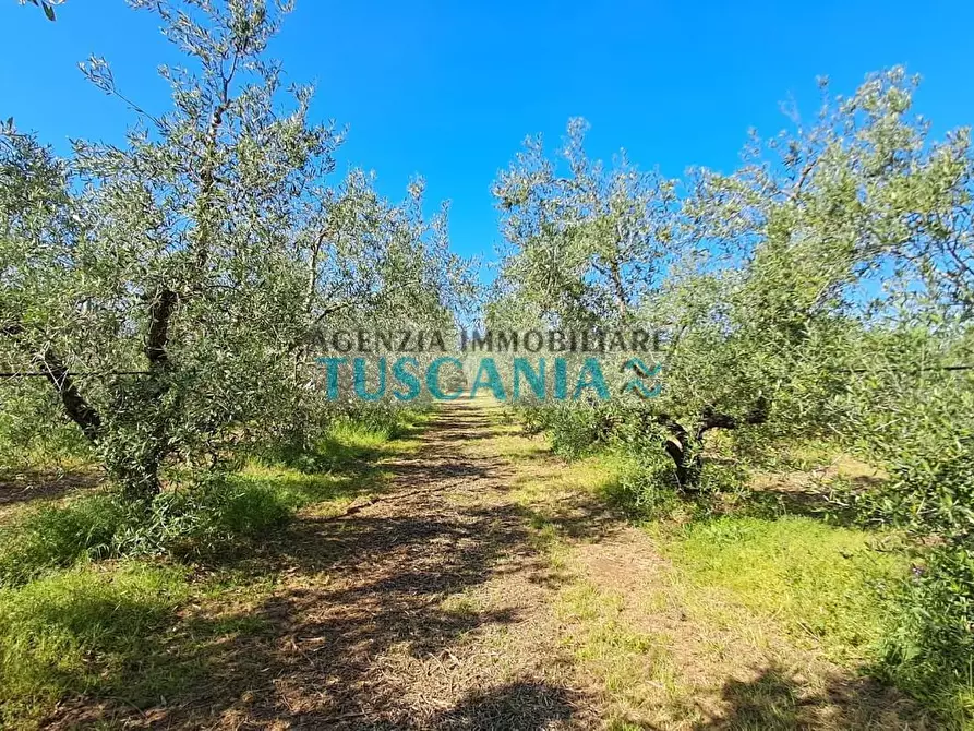 Immagine 3 di Terreno agricolo in vendita  a Cecina