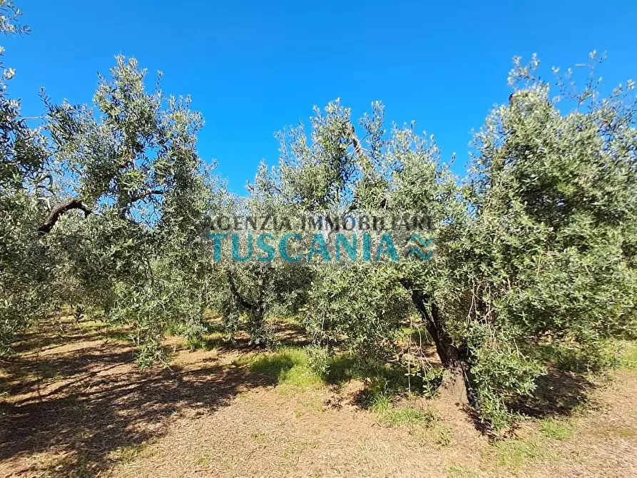 Immagine 19 di Azienda agricola in vendita  a Cecina
