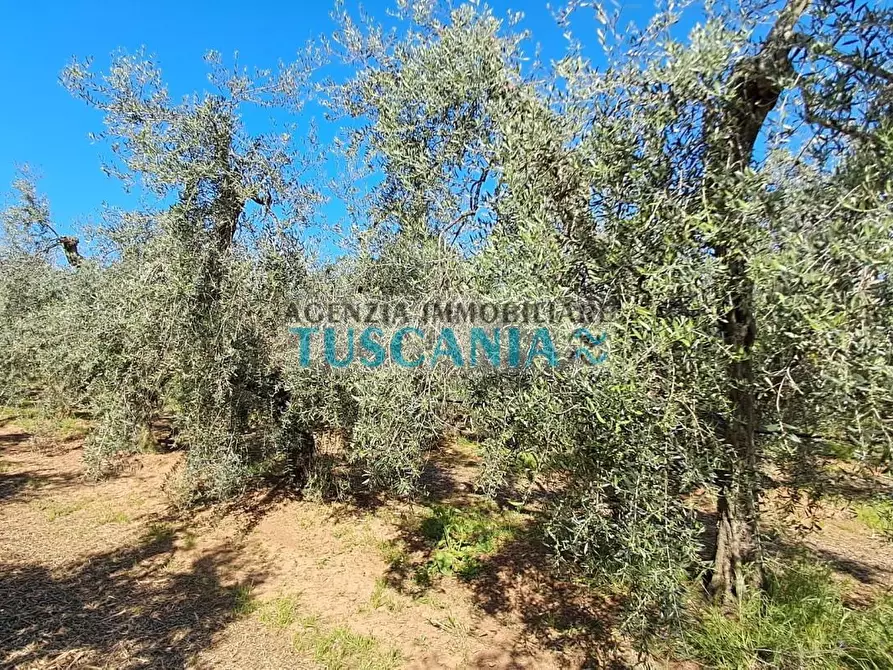 Immagine 12 di Azienda agricola in vendita  a Cecina