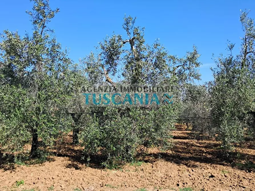 Immagine 8 di Azienda agricola in vendita  a Cecina