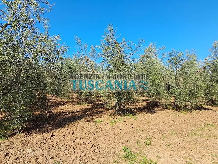Immagine 14 di Azienda agricola in vendita  a Cecina