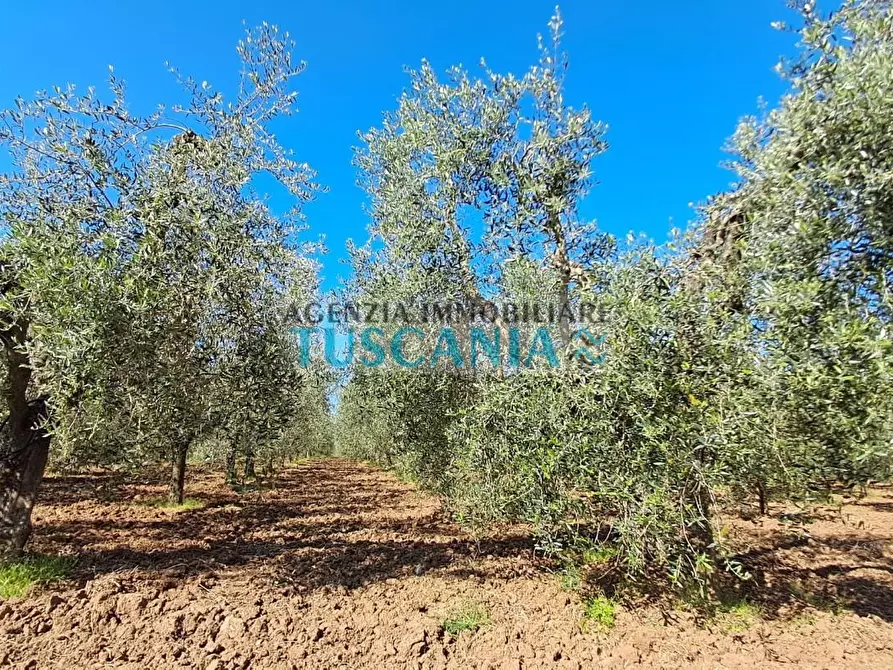 Immagine 16 di Azienda agricola in vendita  a Cecina