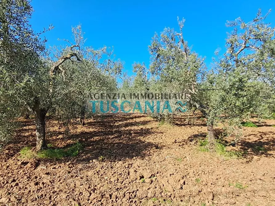 Immagine 10 di Azienda agricola in vendita  a Cecina