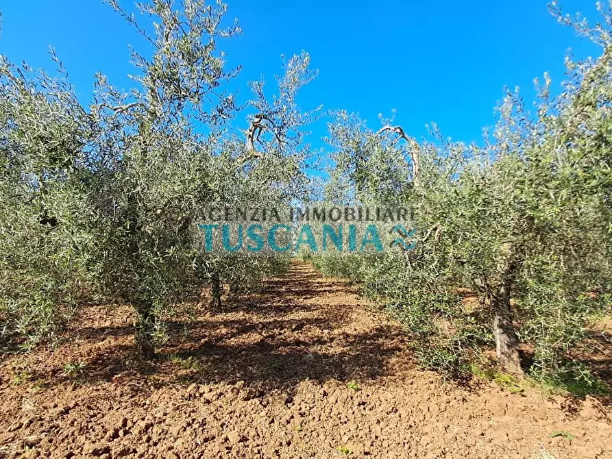 Immagine 6 di Azienda agricola in vendita  a Cecina