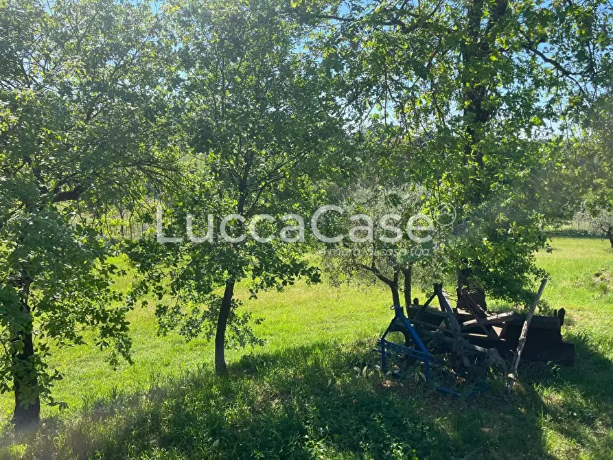 Immagine 12 di Rustico / casale in vendita  a Montecarlo