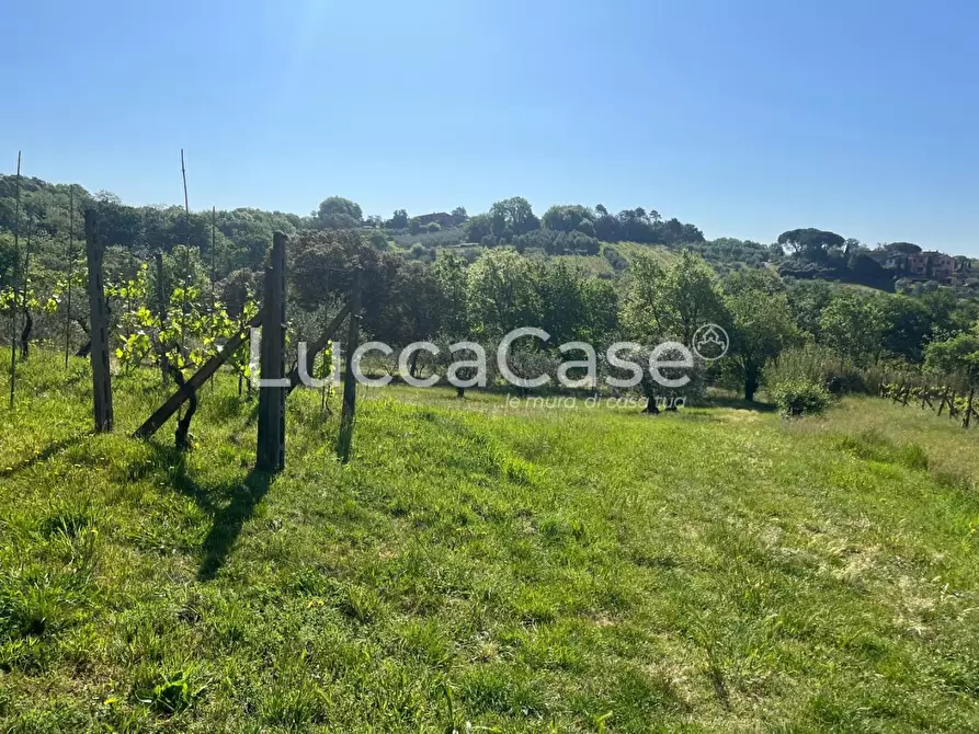 Immagine 18 di Rustico / casale in vendita  a Montecarlo