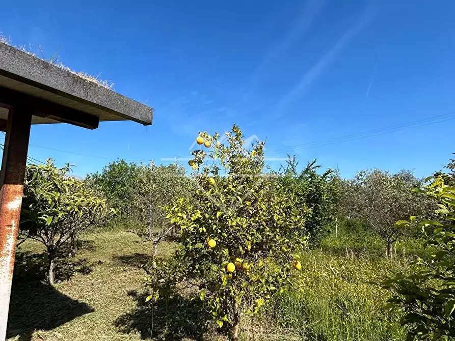 Immagine 5 di Terreno agricolo in vendita  a Castelnuovo Magra
