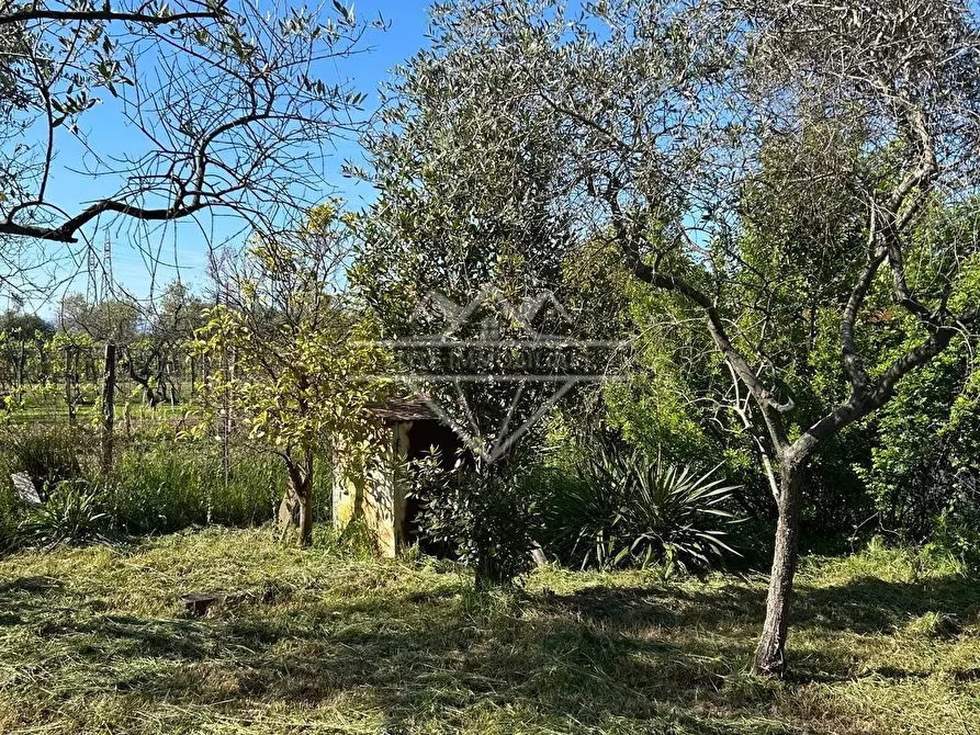 Immagine 4 di Terreno agricolo in vendita  a Castelnuovo Magra