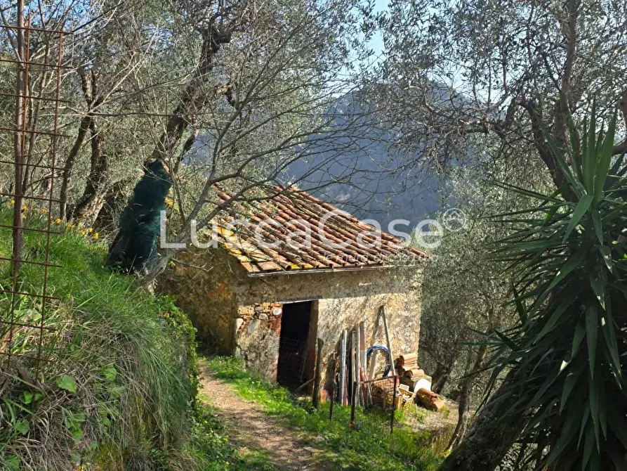 Immagine 6 di Rustico / casale in vendita  a Camaiore