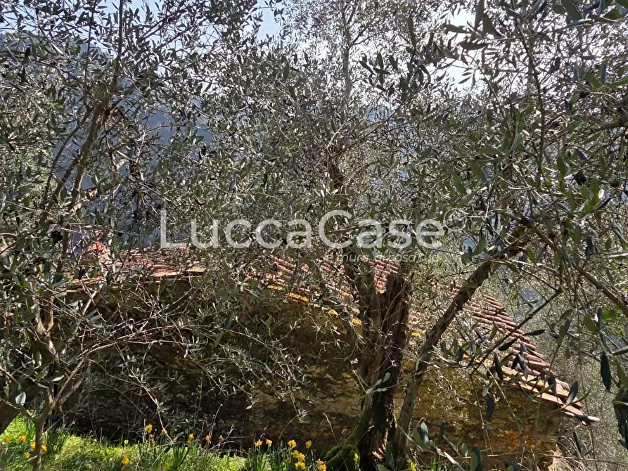 Immagine 15 di Rustico / casale in vendita  a Camaiore