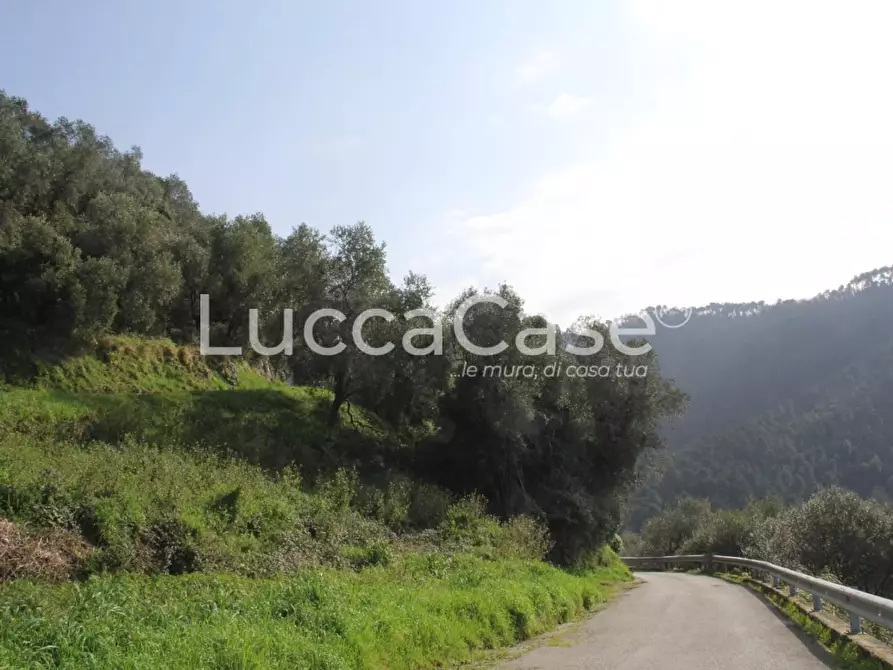 Immagine 4 di Rustico / casale in vendita  a Camaiore
