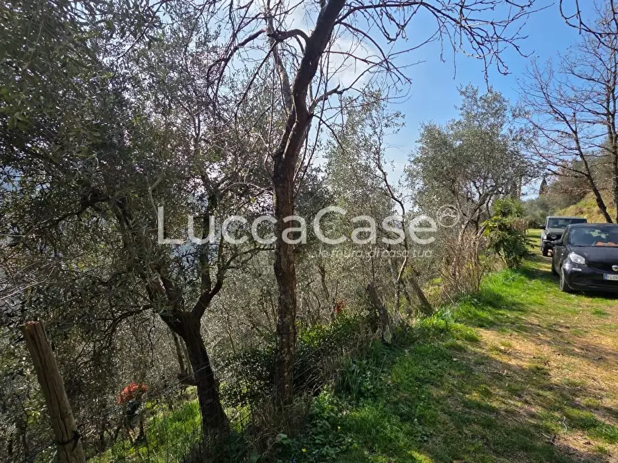 Immagine 14 di Rustico / casale in vendita  a Camaiore