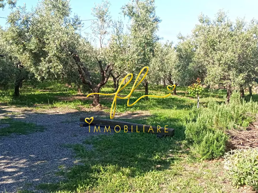 Immagine 2 di Terreno agricolo in vendita  a Cecina
