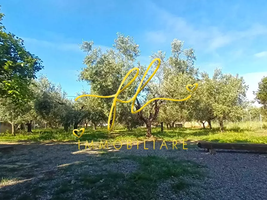 Immagine 5 di Terreno agricolo in vendita  a Cecina