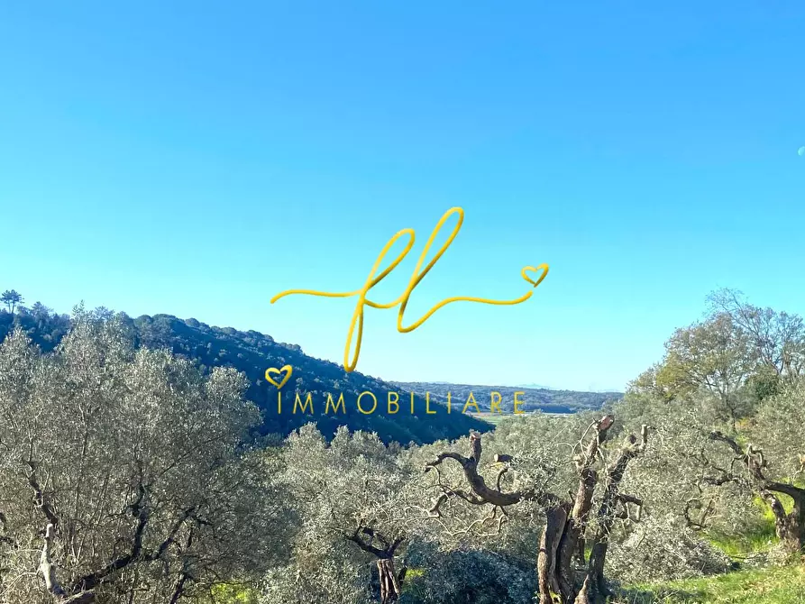 Immagine 12 di Terreno residenziale in vendita  a Riparbella