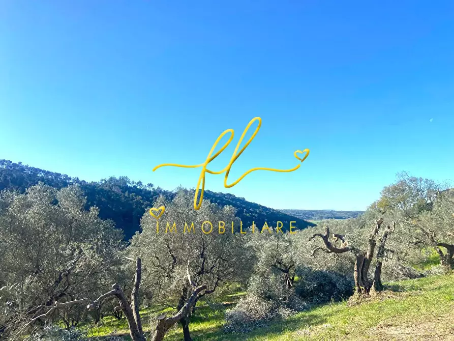 Immagine 10 di Terreno residenziale in vendita  a Riparbella